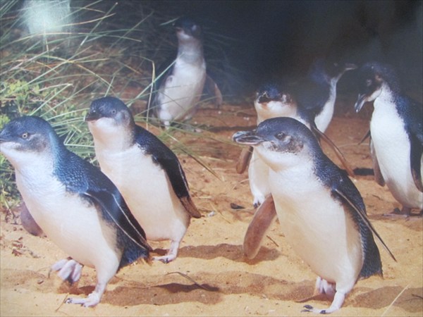 парад пингвинов